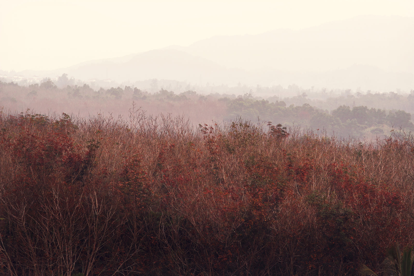 Nature wallpaper – Misty red vegetation and distant hills
