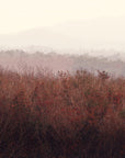 Nature wallpaper – Misty red vegetation and distant hills