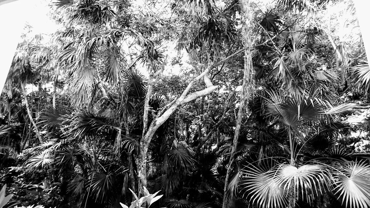 Black and White Wallpaper - Contrasting Jungle