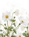 Papier peint fleuri - tapis de marguerites blanches