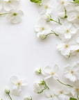 Papier peint fleuri - pétales blancs sur fond crème