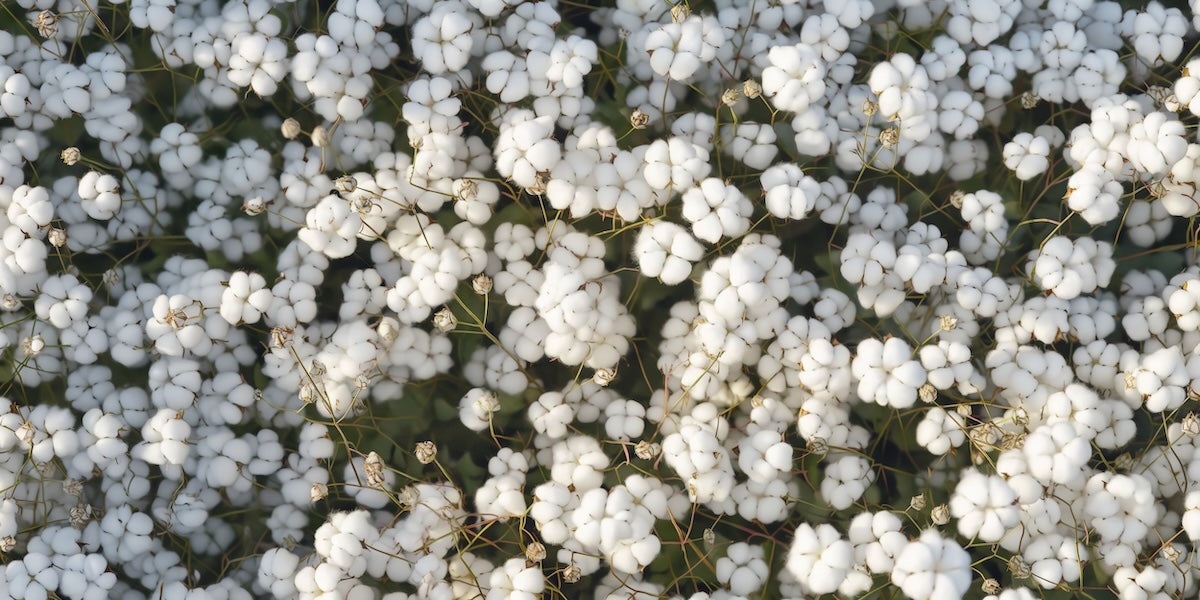 Papier peint fleuri - parterre de petites fleurs blanches