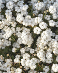 Papier peint fleuri - parterre de petites fleurs blanches