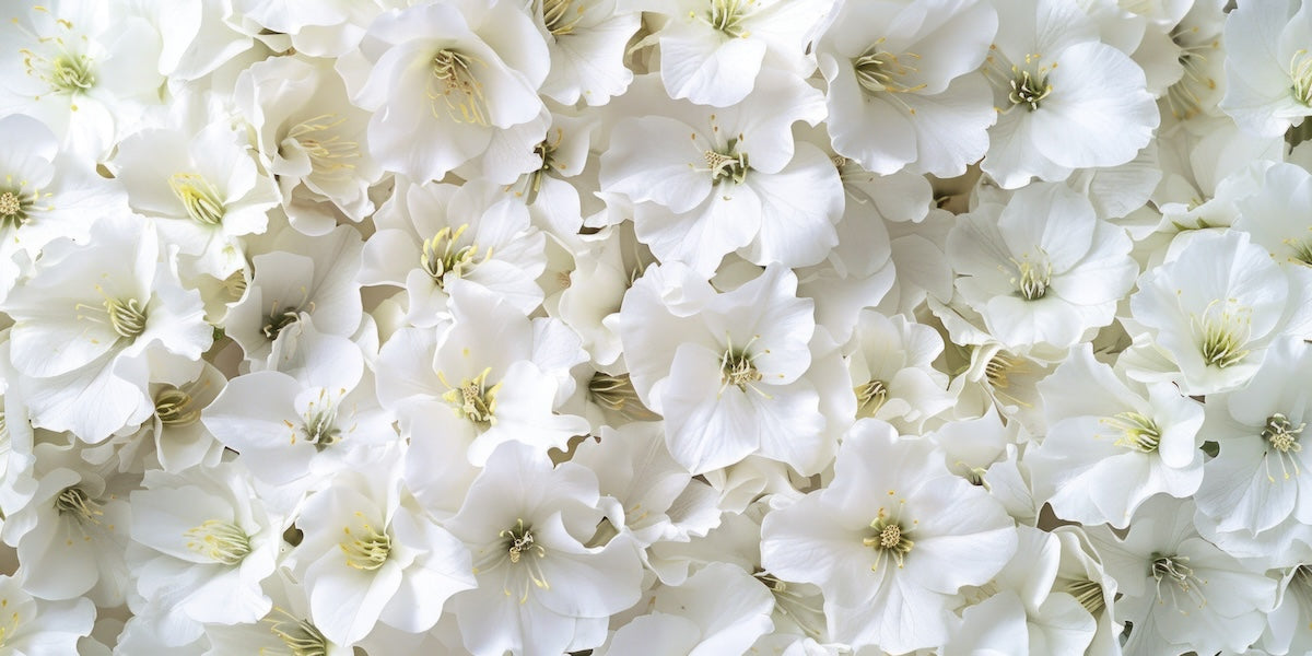 Papier peint fleuri - bouquet d'hortensias blancs
