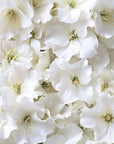 Papier peint fleuri - bouquet d'hortensias blancs