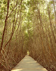 Papier Peint Nature - Chemin En Forêt De Bambous